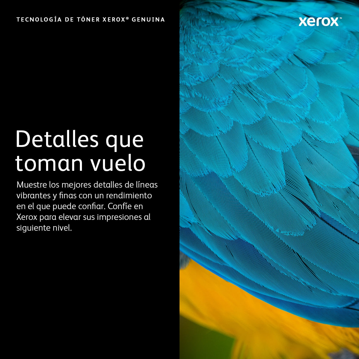 Contenedor De Desechos Xerox C230/C235 008R13326